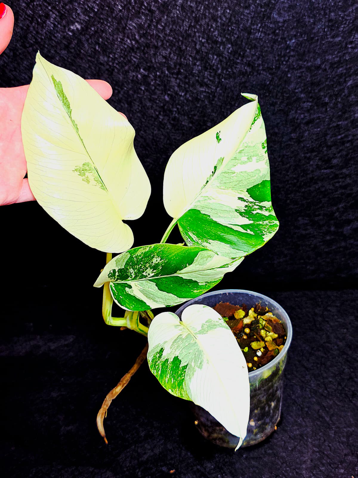 Variegated Monstera Albo - Rare White Monstera Borsigiana Baby Leaf EXACT Plant - US Seller