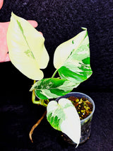 Variegated Monstera Albo - Rare White Monstera Borsigiana Baby Leaf EXACT Plant - US Seller