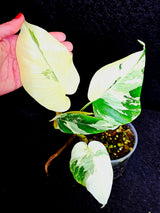 Variegated Monstera Albo - Rare White Monstera Borsigiana Baby Leaf EXACT Plant - US Seller