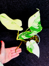 Variegated Monstera Albo - Rare White Monstera Borsigiana Baby Leaf EXACT Plant - US Seller