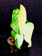 Rare Variegated Monstera Albo Half-Moon Leaf Plant - White Albo Borsigiana Plant - EXACT Plant - US Sellereller (Copy)