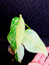 Rare Variegated Monstera Albo Half-Moon Leaf Plant - White Albo Borsigiana Plant - EXACT Plant - US Sellereller (Copy)