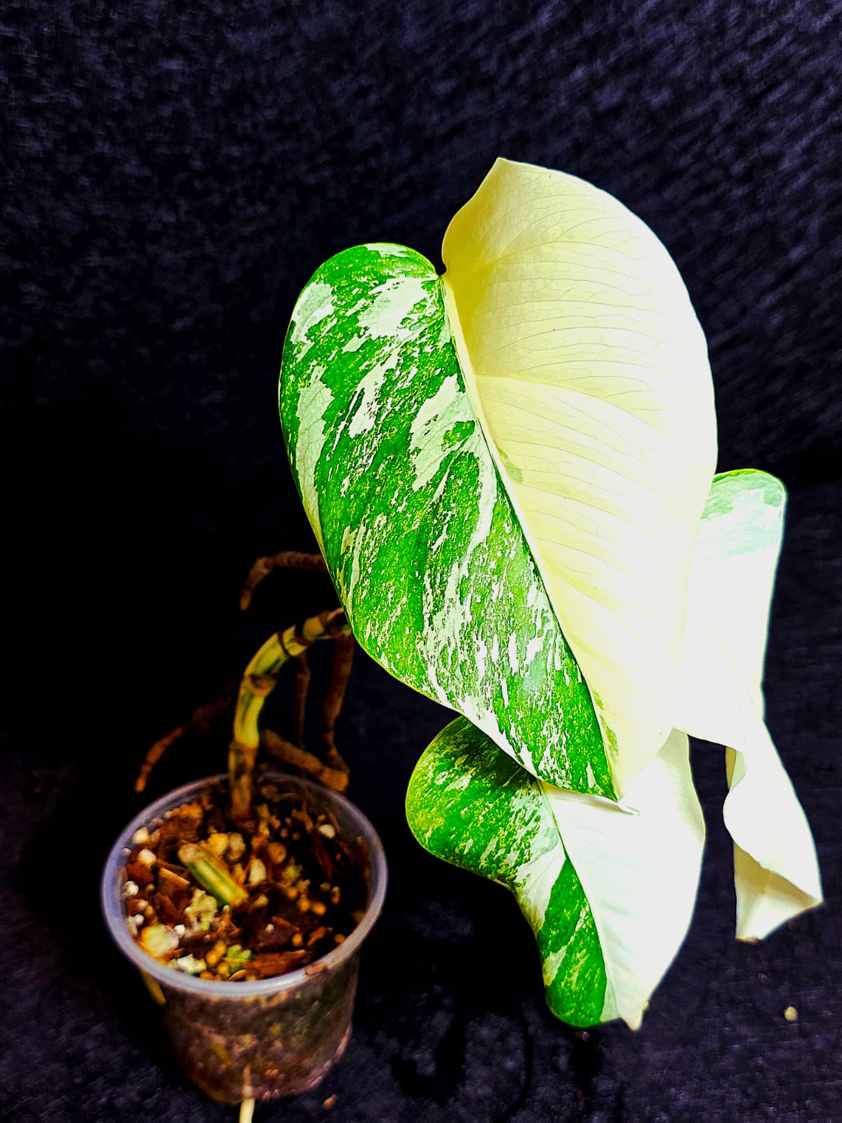 Rare Variegated Monstera Albo Half-Moon Leaf Plant - White Albo Borsigiana Plant - EXACT Plant - US Sellereller (Copy)
