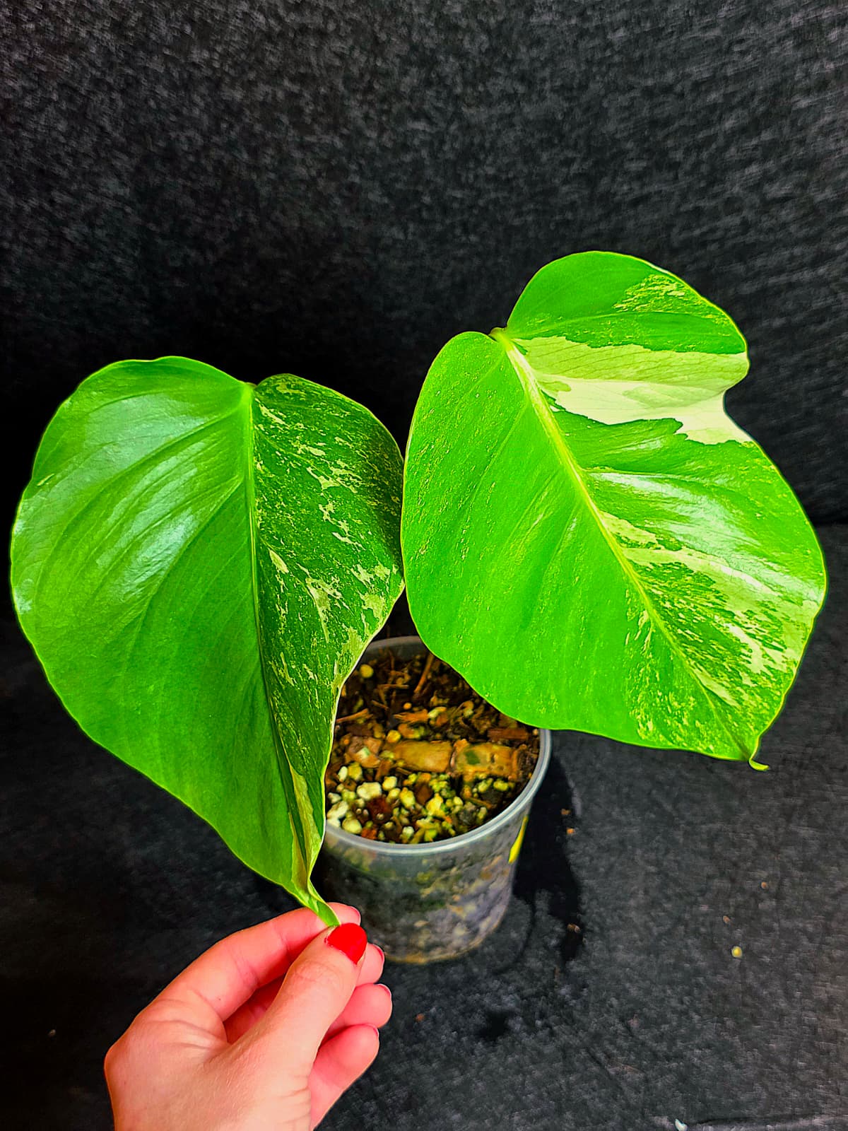 Variegated Monstera Albo - Rare White Monstera Borsigiana Baby Leaf EXACT Plant - US Seller