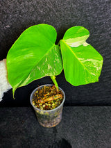Variegated Monstera Albo - Rare White Monstera Borsigiana Baby Leaf EXACT Plant - US Seller