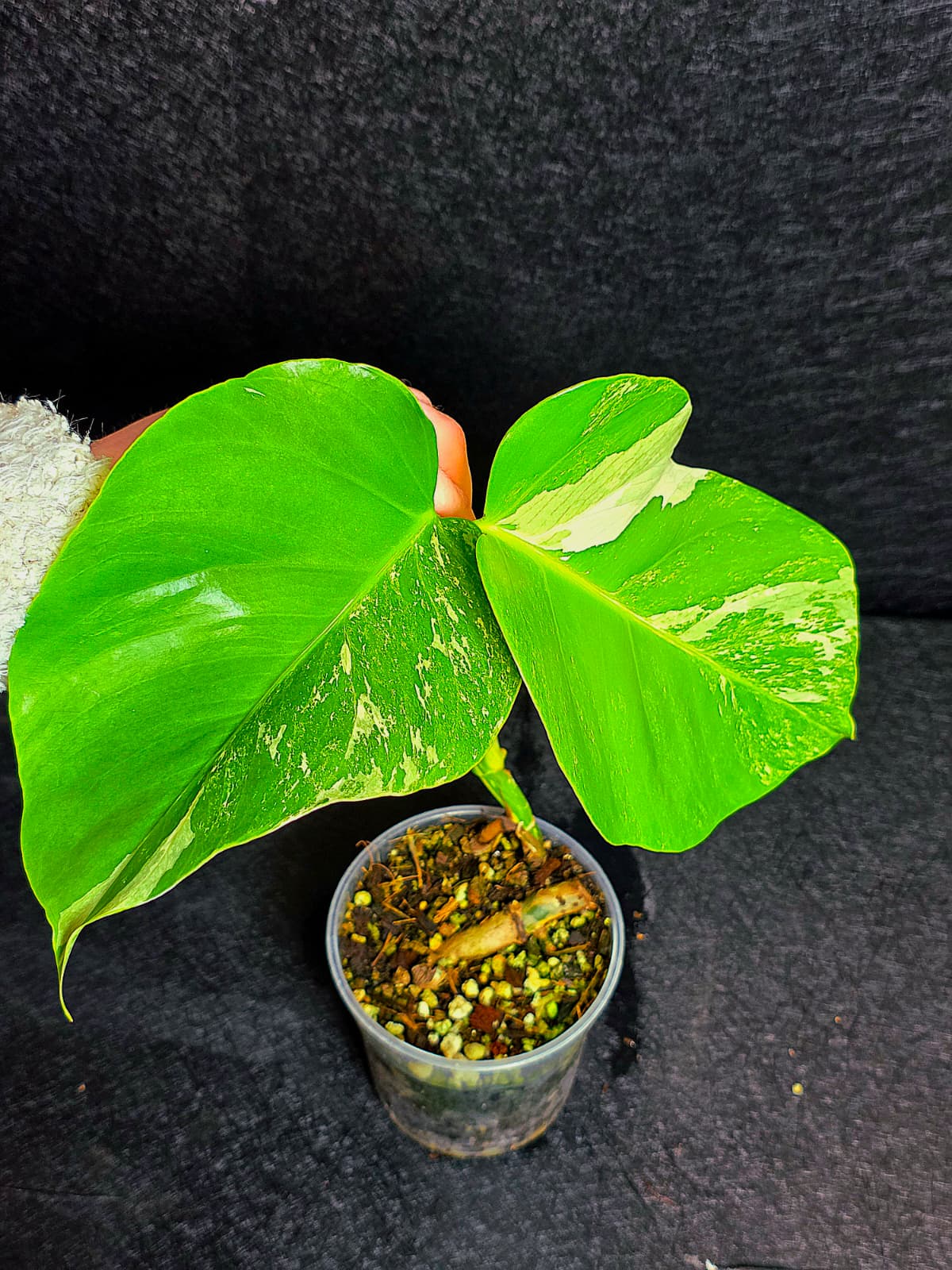 Variegated Monstera Albo - Rare White Monstera Borsigiana Baby Leaf EXACT Plant - US Seller