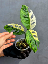 Variegated Monstera Adansonii Albo - Half-moon Rare Exact Plant - (May-17-84)