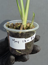 Variegated Monstera Adansonii Albo - Half-moon Rare Exact Plant - (May-17-84)