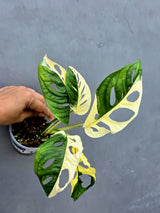 Variegated Monstera Adansonii Albo - Half-moon Rare Exact Plant - (May-17-77)