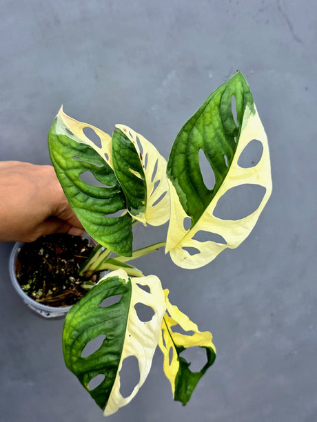 Variegated Monstera Adansonii Albo - Half-moon Rare Exact Plant - (May-17-77)