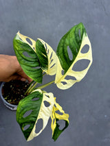 Variegated Monstera Adansonii Albo - Half-moon Rare Exact Plant - (May-17-77)