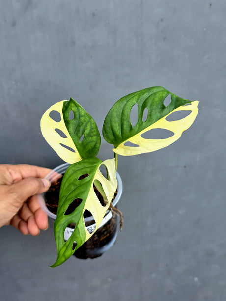 Variegated Monstera Adansonii Albo - Swiss Cheese Half-moon Exact Plant  - (May-17-53)