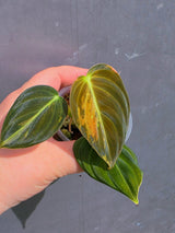 Variegated Philodendron Melanochrysum - EXACT plant - (May-21-45)