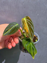 Variegated Philodendron Melanochrysum - EXACT plant - (May-21-45)