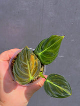 Variegated Philodendron Melanochrysum - EXACT plant - (May-21-45)