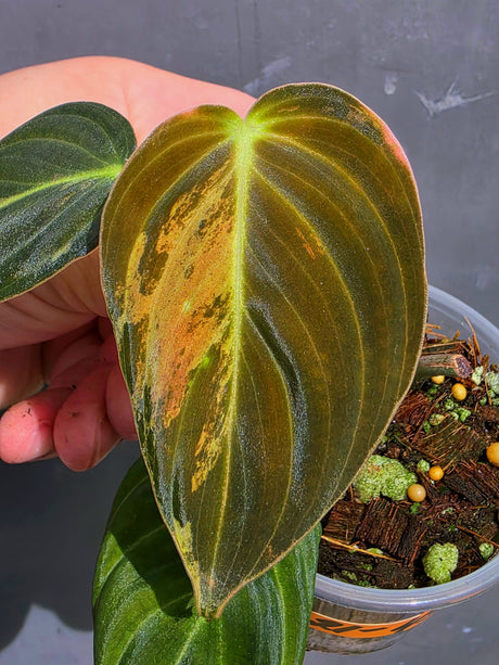 Variegated Philodendron Melanochrysum - EXACT plant - (May-21-45)