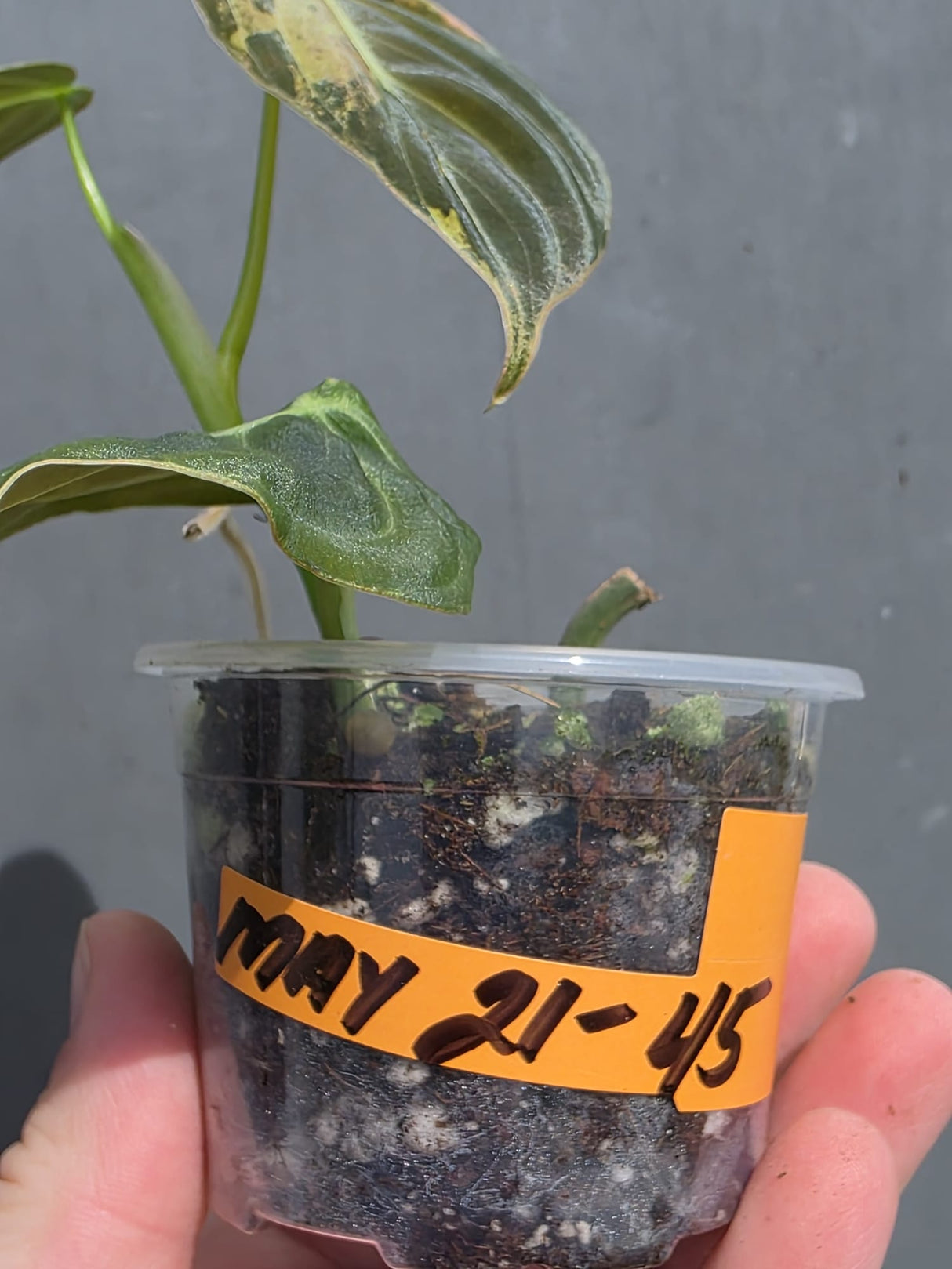 Variegated Philodendron Melanochrysum - EXACT plant - (May-21-45)