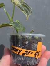 Variegated Philodendron Melanochrysum - EXACT plant - (May-21-45)