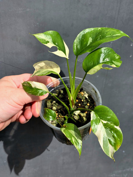 Variegated Rhaphidophora Tetrasperma Albo - Rare Exact Plant - (May-21-46)