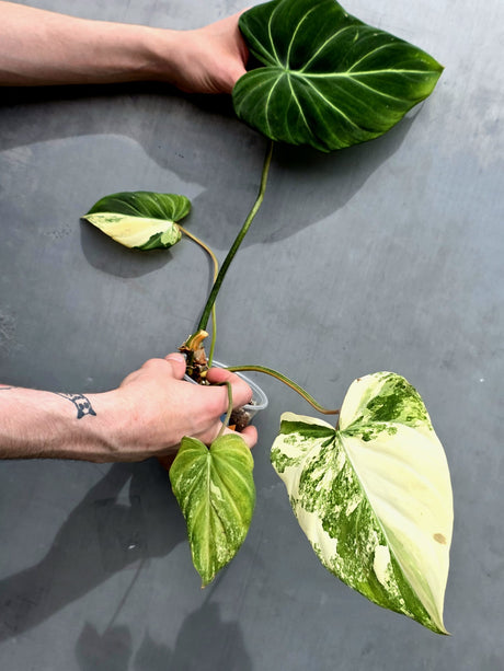 Super Rare Variegated Philodendron Gloriousum Tricolor EXACT Plant - (May-21-66)