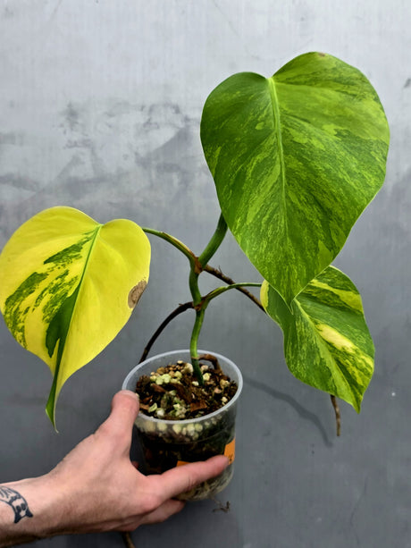 Monstera Aurea Variegated Borsigiana - EXACT Plant - (May-21-65)