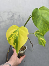 Monstera Aurea Variegated Borsigiana - EXACT Plant - (May-21-65)