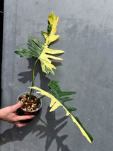 Rare Variegated Philodendron Florida Beauty x Mayoi Exact Plant - (May-21-71)