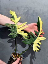 Rare Variegated Philodendron Florida Beauty x Mayoi Exact Plant - (May-21-71)
