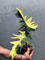 Rare Variegated Philodendron Florida Beauty x Mayoi Exact Plant - (May-21-71)