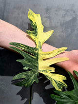 Rare Variegated Philodendron Florida Beauty x Mayoi Exact Plant - (May-21-71)