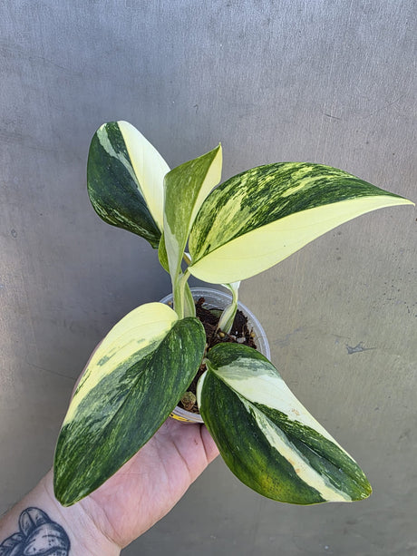 Variegated Monstera Standleyana Albo - EXACT Plant - US Seller - (May-29-02)