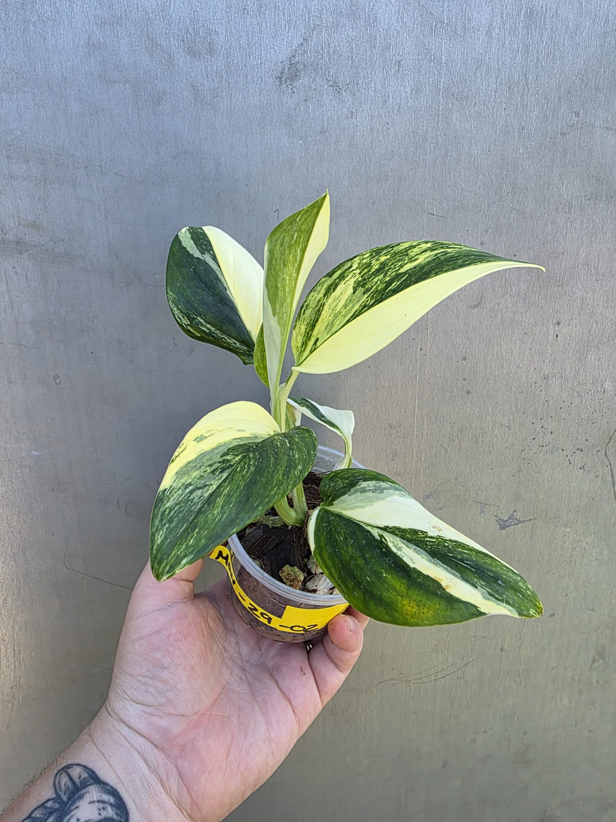 Variegated Monstera Standleyana Albo - EXACT Plant - US Seller - (May-29-02)