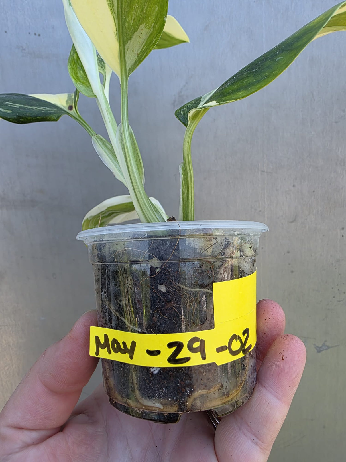 Variegated Monstera Standleyana Albo - EXACT Plant - US Seller - (May-29-02)