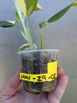 Variegated Monstera Standleyana Albo - EXACT Plant - US Seller - (May-29-02)