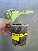 Scindapsus Jade Satin Variegated - Rare EXACT Plant - (May-29-03)