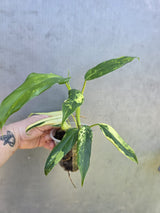 Philodendron Domesticum Variegated Plant - EXACT Plant - US Seller - (May-29-04)