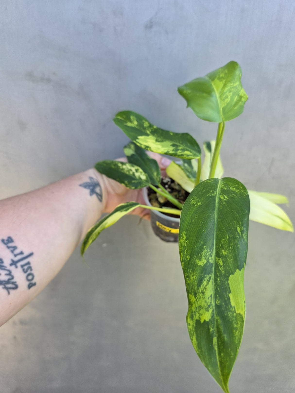 Philodendron Domesticum Variegated Plant - EXACT Plant - US Seller - (May-29-04)