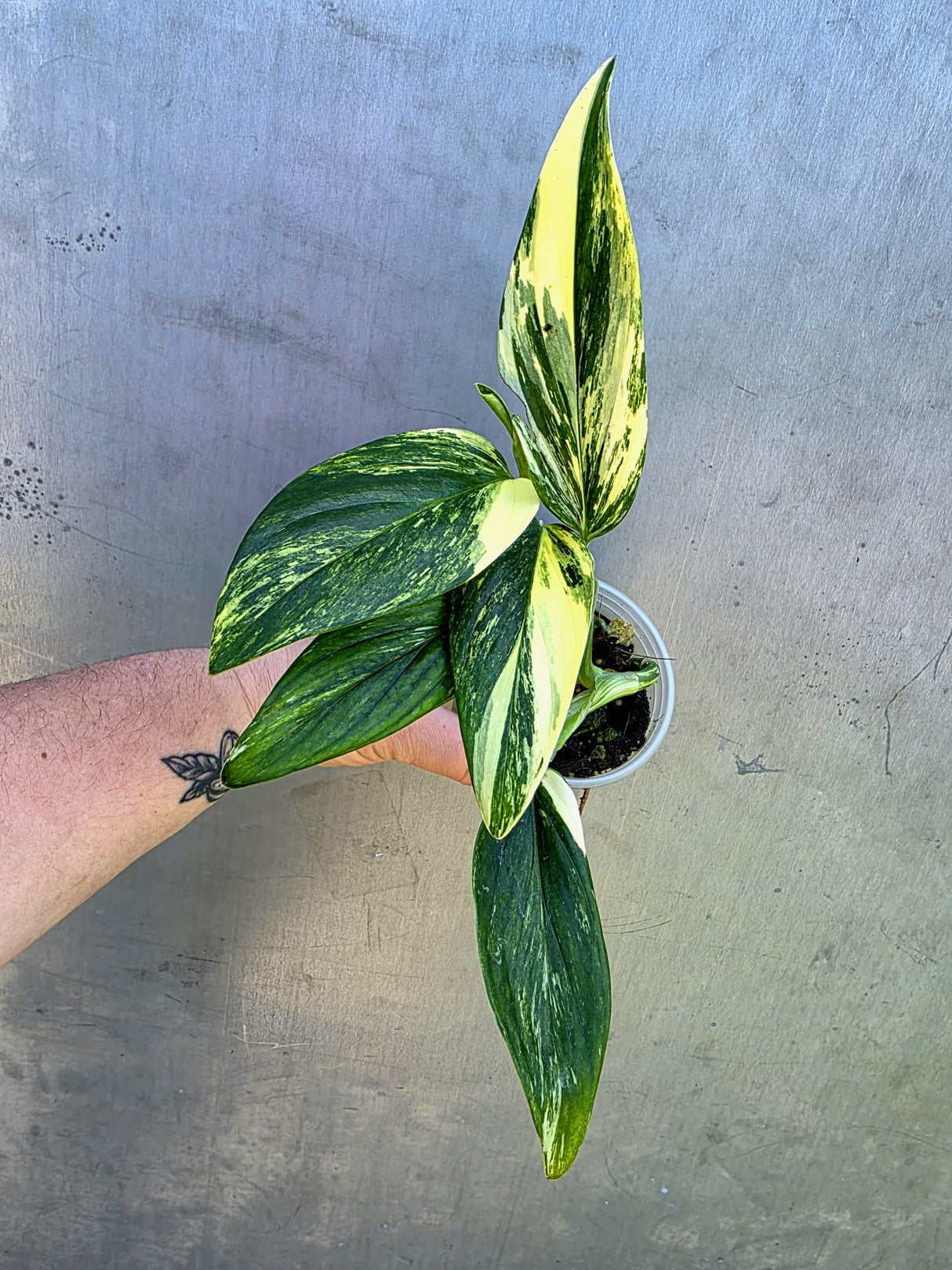 Variegated Monstera Standleyana Aurea - EXACT Plant - (May-29-06)