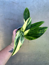 Variegated Monstera Standleyana Aurea - EXACT Plant - (May-29-06)