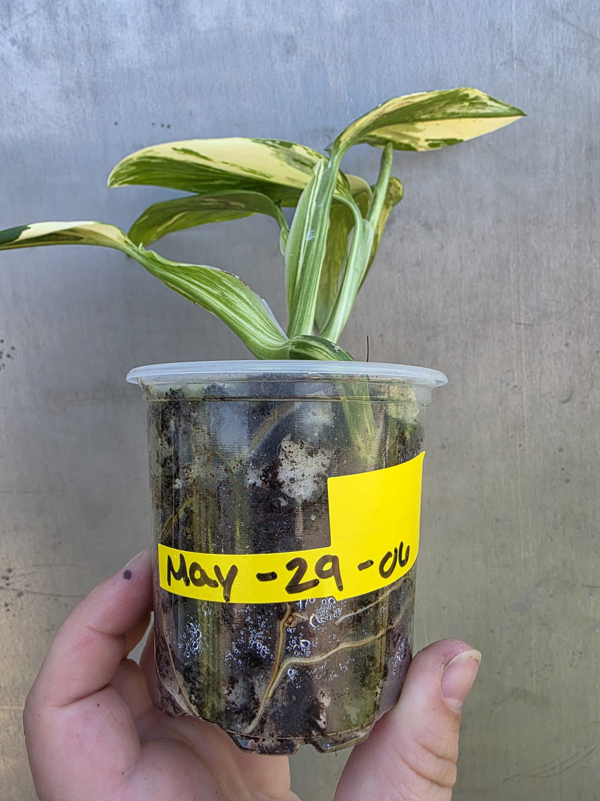 Variegated Monstera Standleyana Aurea - EXACT Plant - (May-29-06)