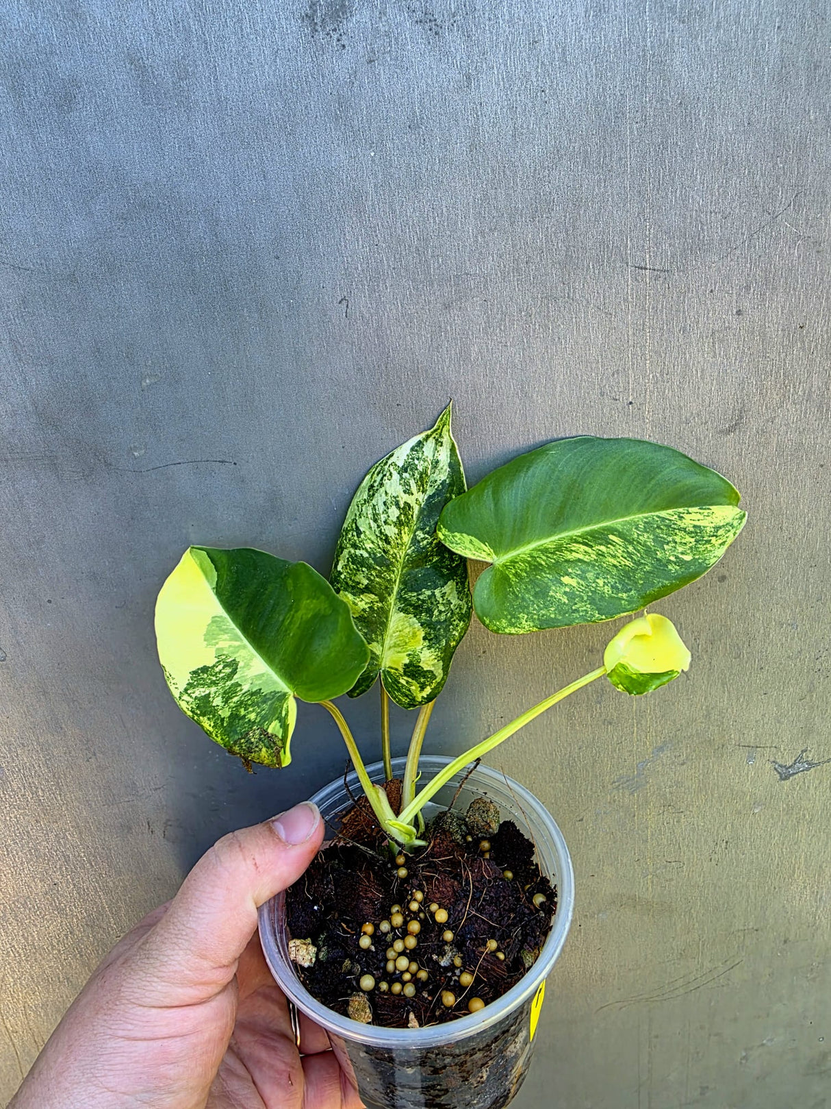 Variegated Burle Marx Philodendron - EXACT Plant - US Seller - (May-29-07)