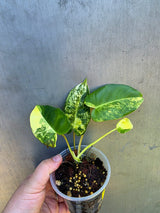 Variegated Burle Marx Philodendron - EXACT Plant - US Seller - (May-29-07)