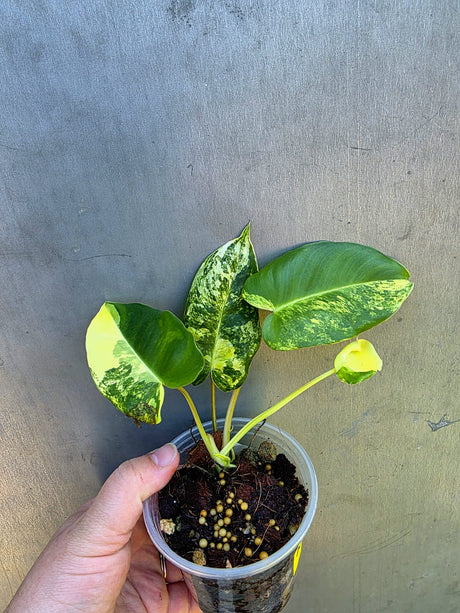 Variegated Burle Marx Philodendron - EXACT Plant - US Seller - (May-29-07)