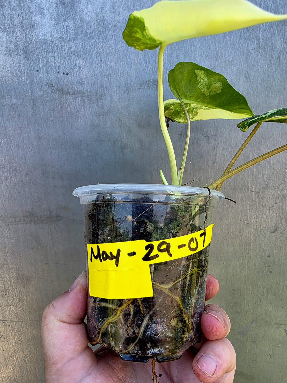 Variegated Burle Marx Philodendron - EXACT Plant - US Seller - (May-29-07)