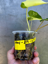 Variegated Burle Marx Philodendron - EXACT Plant - US Seller - (May-29-07)