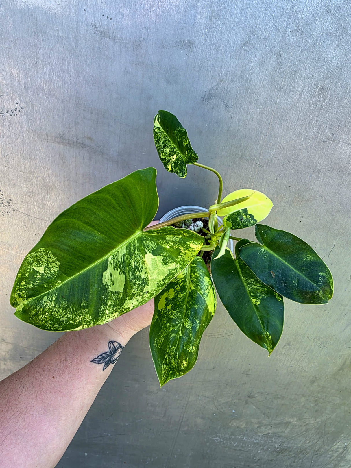 Variegated Burle Marx Philodendron - EXACT Plant - US Seller - (May-29-08)