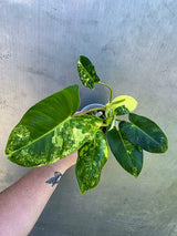 Variegated Burle Marx Philodendron - EXACT Plant - US Seller - (May-29-08)