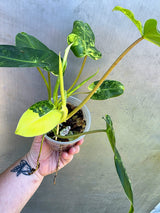 Variegated Burle Marx Philodendron - EXACT Plant - US Seller - (May-29-08)