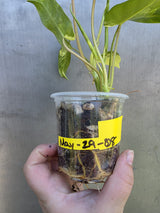 Variegated Burle Marx Philodendron - EXACT Plant - US Seller - (May-29-08)