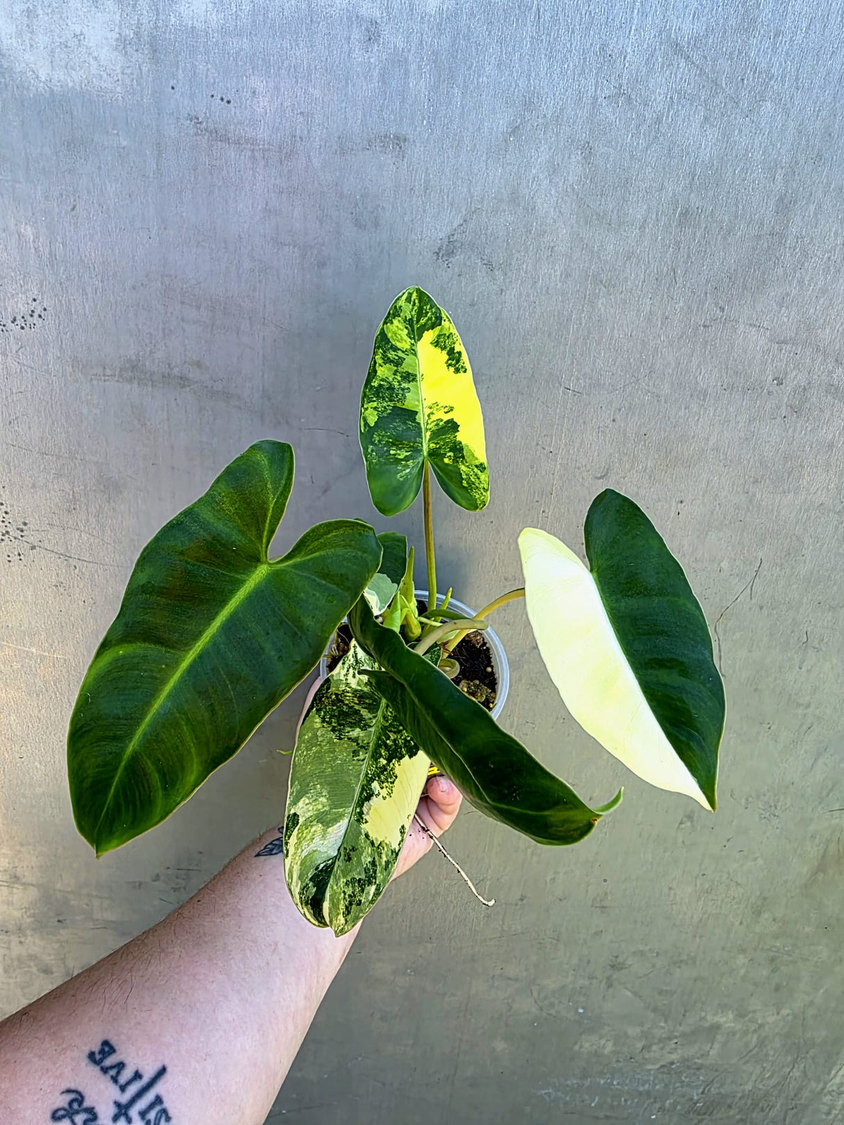 Variegated Burle Marx Philodendron - EXACT Plant - (May-29-09)